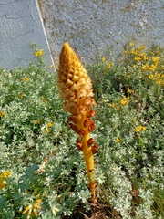 Orobanche densiflora