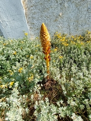 Orobanche densiflora