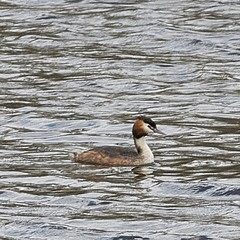 Podiceps cristatus
