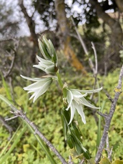 Ornithogalum nutans