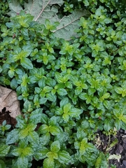 Pilea elliptica
