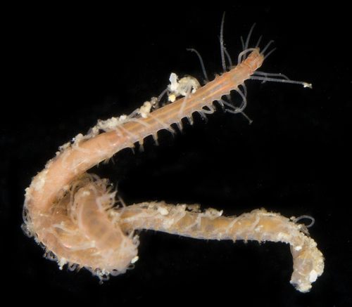 Opisthosyllis brunnea