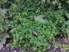 Pilea elliptica