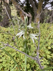 Ornithogalum nutans