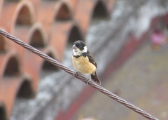 Sporophila torqueola