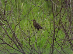 Leistes superciliaris