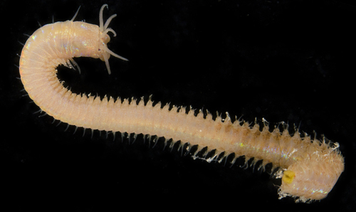 Representative image of Palola siciliensis