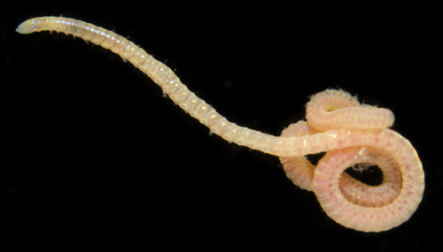 Representative image of Oenonidae