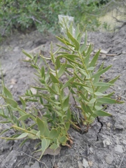Comandra umbellata pallida