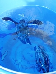 Dermochelys coriacea