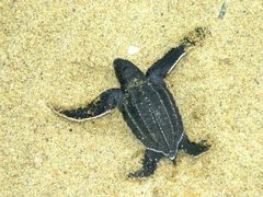 Dermochelys coriacea