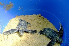 Dermochelys coriacea