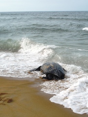 Dermochelys coriacea