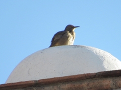 Toxostoma curvirostre