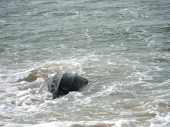 Dermochelys coriacea