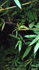 Bronchocela