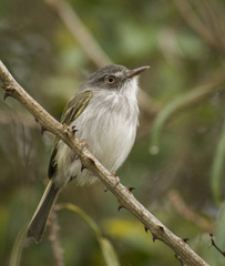 Hemitriccus margaritaceiventer