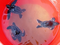 Dermochelys coriacea