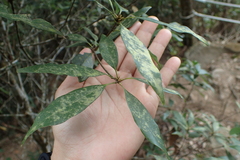Quercus longinux