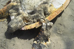 Eretmochelys imbricata