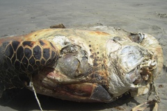 Eretmochelys imbricata