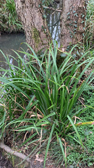Carex pendula