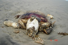 Eretmochelys imbricata