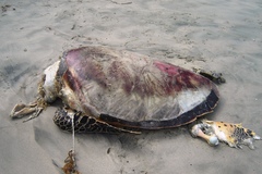 Eretmochelys imbricata