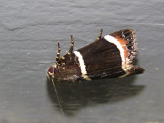 Amphipyra tripartita