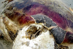 Eretmochelys imbricata