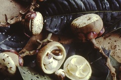 Eschweilera grandiflora