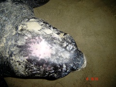 Dermochelys coriacea