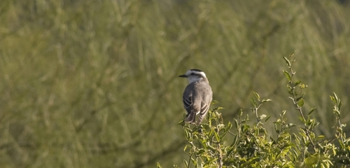 Black-crowned Monjita (Neoxolmis coronatus), photo 9