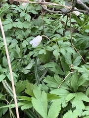 Anemonoides nemorosa