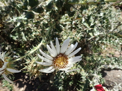 Berkheya cirsiifolia