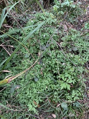 Anemonoides nemorosa