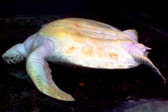 Chelonia mydas