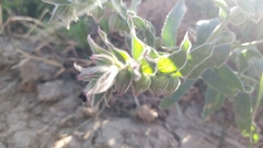 Nonea vesicaria