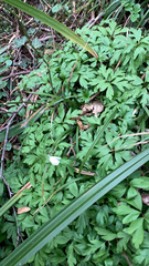 Anemonoides nemorosa