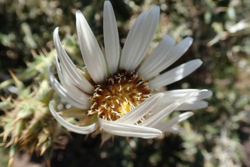 Image of Berkheya cirsiifolia by no rights reserved