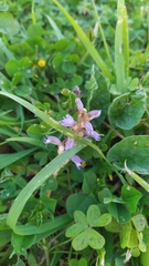 Phelipanche nana