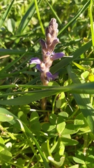 Phelipanche nana
