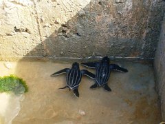 Dermochelys coriacea
