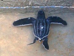 Dermochelys coriacea