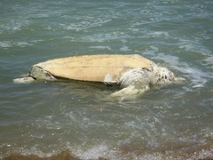 Dermochelys coriacea
