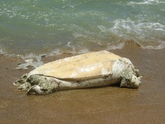 Dermochelys coriacea