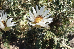 Berkheya cirsiifolia