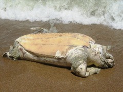 Dermochelys coriacea