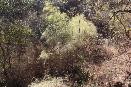 Image of Otatea acuminata by (c) alejandrozab, some rights reserved (CC BY)