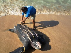 Dermochelys coriacea